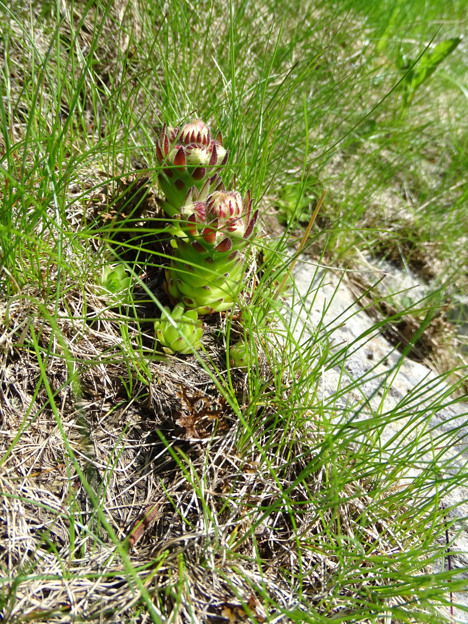 Sempervivum brassaii Schur 2