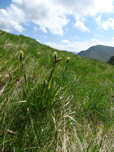 Image of Carex sempervirens by (c) Grzegorz Grzejszczak, some rights reserved (CC BY-SA)