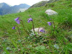 Soldanella carpatica