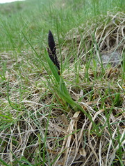 Carex atrata