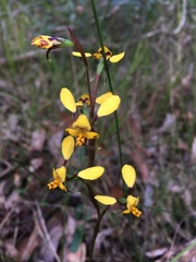 Diuris maculata