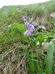Soldanella