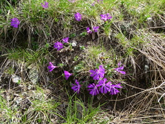 Primula minima