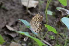 Neope goschkevitschii