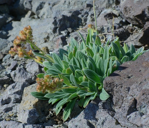 Phacelia hastata var. compacta