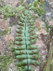 Asplenium inaequilaterale
