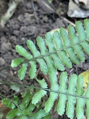 Asplenium inaequilaterale
