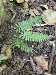 Asplenium inaequilaterale