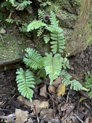 Asplenium inaequilaterale