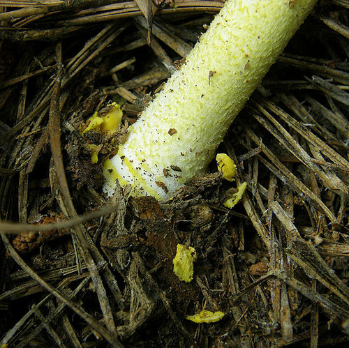 Amanita flavivolva image