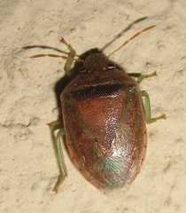 Piezodorus purus