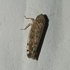 Osbornellus borealis