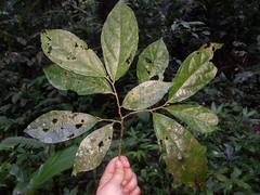 Mortoniodendron costaricense