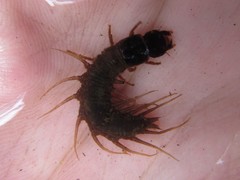 Archichauliodes guttiferus