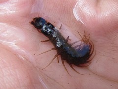 Archichauliodes guttiferus