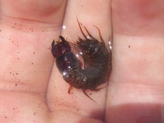 Archichauliodes guttiferus