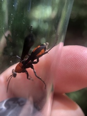 Psorthaspis sanguinea