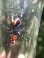 Psorthaspis sanguinea