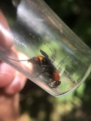 Psorthaspis sanguinea