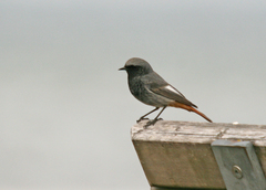 Phoenicurus ochruros gibraltariensis