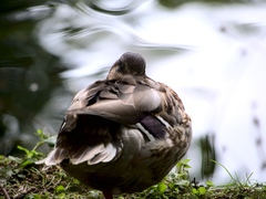 Anas platyrhynchos