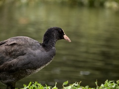 Fulica atra