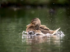 Anas platyrhynchos