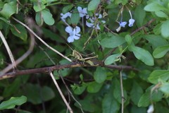 Abracris flavolineata