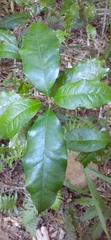 Syzygium hodgkinsoniae