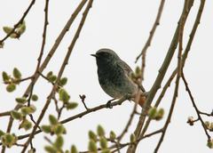 Phoenicurus ochruros gibraltariensis