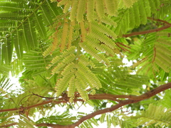Delonix regia