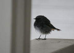 Phoenicurus ochruros gibraltariensis