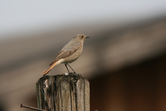 Phoenicurus ochruros gibraltariensis