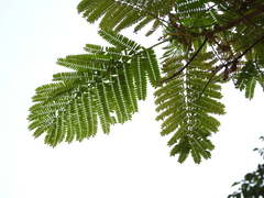 Delonix regia