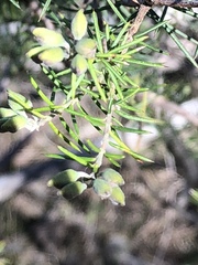 Dillwynia sieberi