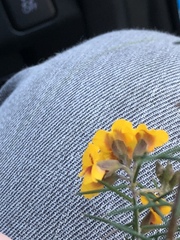 Dillwynia sieberi