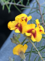 Dillwynia sieberi