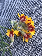 Dillwynia sieberi