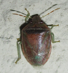 Piezodorus purus