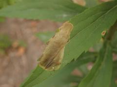 Nemorimyza posticata