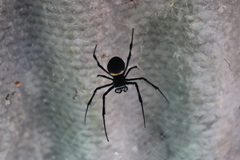 Nephilingis cruentata