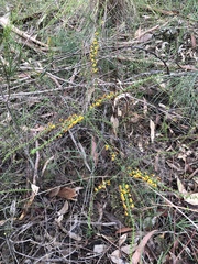 Daviesia squarrosa