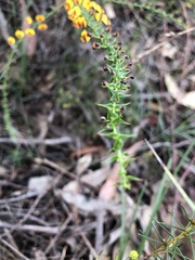 Daviesia squarrosa