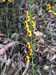 Daviesia squarrosa