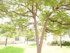 Delonix regia