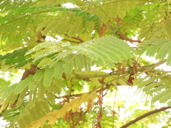 Delonix regia