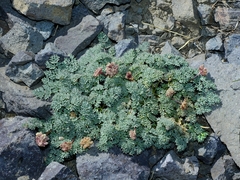 Cymopterus cinerarius