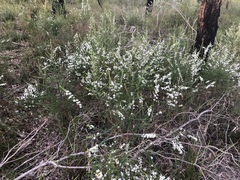 Olearia microphylla