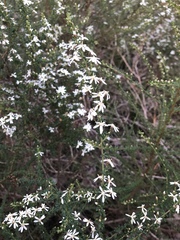 Olearia microphylla