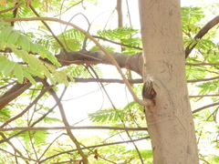 Delonix regia